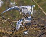 Breeding Egrets_45551